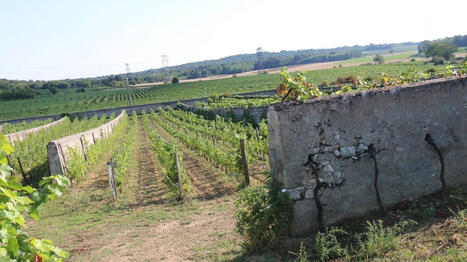 &laquo;&nbsp;Un joyau&nbsp;&raquo;&nbsp;: un couple de vignerons reprend l&rsquo;exploitation de ce c&eacute;l&egrave;bre domaine du Maine-et-Loire - Ouest France | Agriculture en Pays de la Loire | Scoop.it