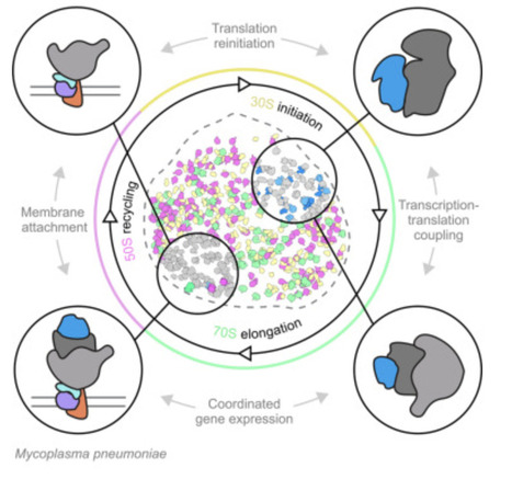 Single-cell visual proteomics of a minimal bacterium reveals structural coordination of gene expression machineries | CEL | RMH | Scoop.it