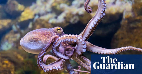 #Oceans #Climatcrisis : Octopuses could lose eyesight and struggle to survive if ocean temperatures keep rising, study finds | World Oceans News | Scoop.it