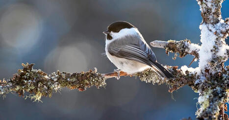 N&auml;in el&auml;imet selvi&auml;v&auml;t talvella | Apu | 1Uutiset - Lukemisen t&auml;hden | Scoop.it