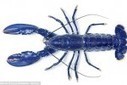 RARE BRIGHT BLUE LOBSTER SAVED FROM DINNER | Strange days indeed... | Scoop.it