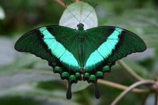 Butterflies at Meijer Gardens | Gardening Life | Scoop.it