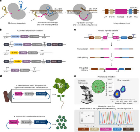 Optimized R2 retroelement complexes for DNA insertion into plant genomes | Nbt | RMH | Scoop.it