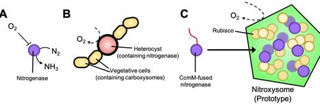 Nitroxysomes as a Potential Solution for Engineering Biological Nitrogen Fixation | acs | RMH | Scoop.it