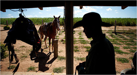 In Brazil, Paying Farmers Not to Clear Rain Forest - August 2009 | Learning, Teaching & Leading Today | Scoop.it