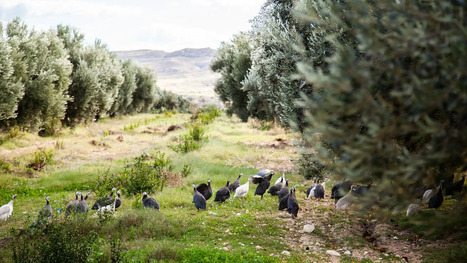 Sustainable Practices Help NORTH AFRICAN Producers Triumph in Tough Season | CIHEAM Press Review | Scoop.it