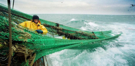 Pêche : ce que la science nous dit de l’impact du chalutage sur les fonds marins | HALIEUTIQUE MER ET LITTORAL | Scoop.it