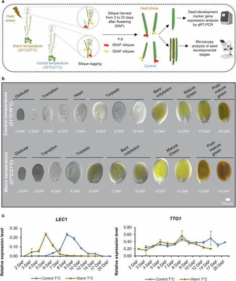 Specialized metabolome and transcriptome atlas of developing Arabidopsis thaliana seed under warm temperatures(IJPB, SPS) | SEED-DREAM Lab info | Scoop.it