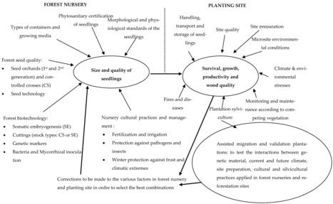 Editorial in Forests • Pepin Collaboration 2023 • The Production Chain of Tree Seedlings, from Seeds to Sustainable Plantations: An Essential Link for the Success of Reforestation and Restoration P... | Collaborations | Scoop.it