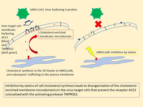 Coronaviruses, cholesterol and statins : proposal for a repurposing against Covid-19 | I2BC Paris-Saclay | Scoop.it