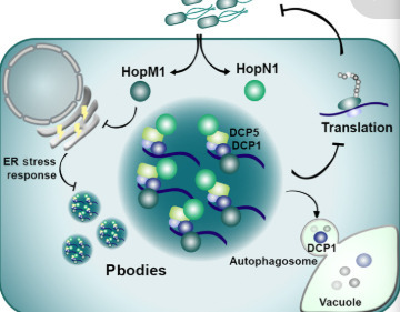 Bacteria use P-body condensates to attenuate host translation during infection | sadv | RMH | Scoop.it