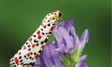 Exotic migrant moths invade Britain under cover of darkness / Migration automnale de papillons de nuit rares en Angleterre | EntomoNews | Scoop.it