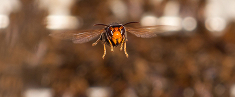 Comment empêcher le frelon de faire son miel des abeilles | Variétés entomologiques | Scoop.it