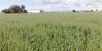 Maroc | C&eacute;r&eacute;ales : 1,9 million de tonnes de semences s&eacute;lectionn&eacute;es sur le march&eacute; | MED-Amin network | Scoop.it