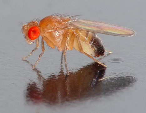 Cette mouche qui protège ses larves… avec de l’alcool | EntomoNews | Scoop.it