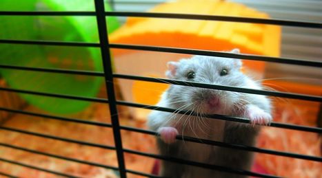 Do animals feel empathy? Inside the decades-long quest for an answer | Empathy and Animals | Scoop.it