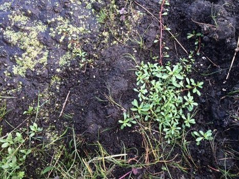 Nature : dans le parc des boucles de la Seine normande, l'arrachage de la jussie a commenc&eacute; - France 3 Haute-Normandie | Biodiversit&eacute; | Scoop.it