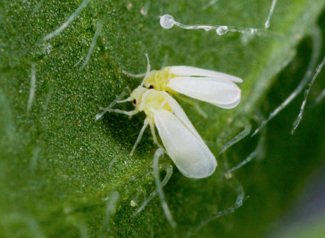 49 gènes de plantes dans le génome d'un insecte ravageur ! | EntomoNews | Scoop.it