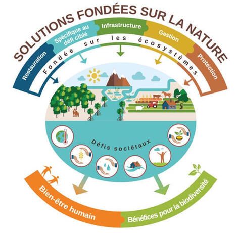 &Eacute;tat de sant&eacute; de la biodiversit&eacute; en &Icirc;le-de-France | Rapport de l'Agence r&eacute;gionale de la biodiversit&eacute; | Veille "Villes de demain" | Scoop.it