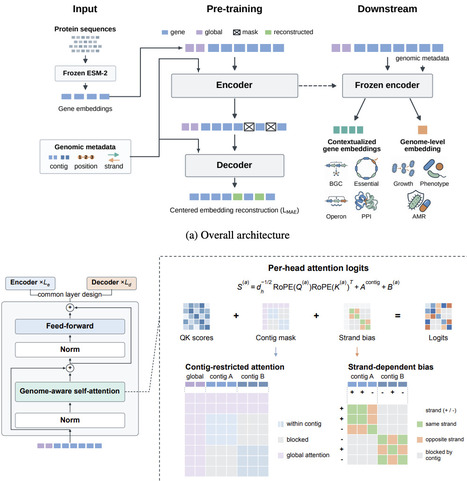 VenusGenome: Genome-Aware Masked Autoencoding for Microbial Genome Representation Learning | brvai | RMH | Scoop.it