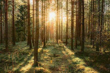 Comment les for&ecirc;ts doivent s'adapter au changement climatique | Environnement | Scoop.it