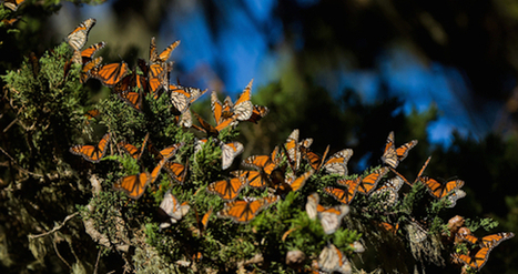 33 millones de mariposas monarca murieron en 2013, y la culpa no es sólo de México | Bichos en Clase | Scoop.it