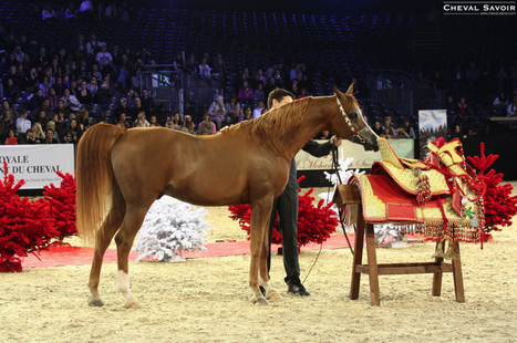 Championnat du Monde du Cheval Arabe : success story pour l'élevage Al Shaqab | Salon du Cheval | Scoop.it