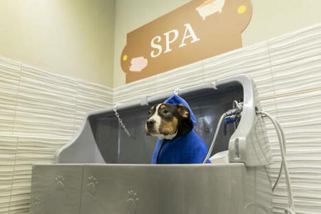 Spa, pressing, nourriture haut de gamme : à Quarouble, Alimaux monte sur ses grands chevaux ! | Distribution - Innovation | Scoop.it