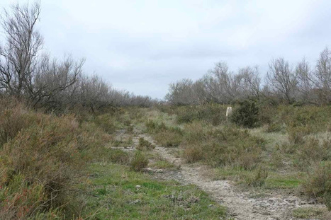 Les chemins, liens de vie à maintenir dans les zones humides au-delà des journées mondiales | Camargue Nature | Scoop.it