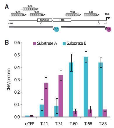 Targeted transcriptional activation of silent oct4 pluripotency gene by combining designer TALEs and inhibition of epigenetic modifiers - Nucl. Acids Res. | TAL effector science | Scoop.it