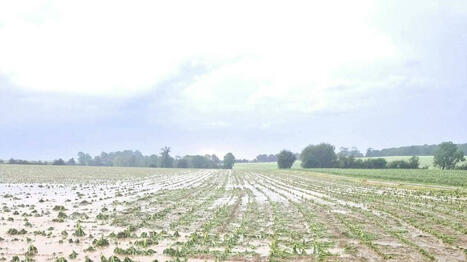 Après les orages, quels dégâts sur les cultures en Normandie? La Chambre d’agriculture fait le bilan | Veille territoriale AURH | Scoop.it