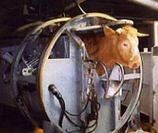 Un rapport accablant sur l'abattage rituel | La Gazette des abattoirs | Scoop.it
