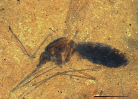 Le plus ancien fossile de moustique contenant du sang découvert | EntomoNews | Scoop.it