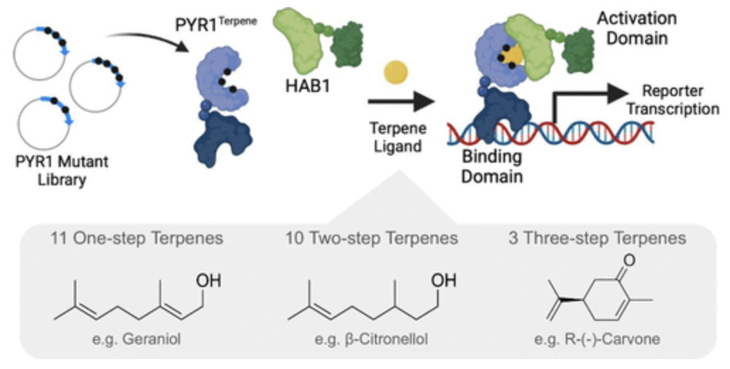 PYR1 Biosensor-Driven Genome-Wide CRISPR Screen...