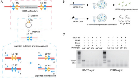 Half-match recombination drives bridge RNA-guided excision and off-target insertion | brvbe | RMH | Scoop.it