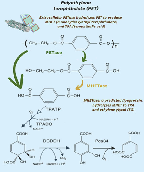 Potential for microbial plastic degradation via assimilation of non-carbon moieties in additives | BAdv | RMH | Scoop.it