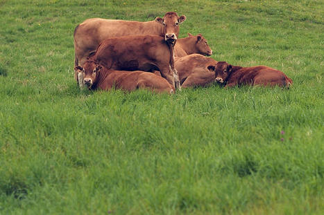 L'élevage des herbivores domestiques : pour un élevage économe et durable par nécessité | Actualité Bétail | Scoop.it