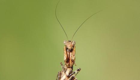 INPN : Plus de 8 400 photos int&eacute;gr&eacute;es depuis le d&eacute;but de l&rsquo;ann&eacute;e 2019 | Insect Archive | Scoop.it