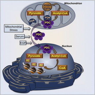 A Nuclear Pyruvate Dehydrogenase Complex Is Important for the Generation of Acetyl-CoA and Histone Acetylation: Cell | Genetics - GEG Tech top picks | Scoop.it
