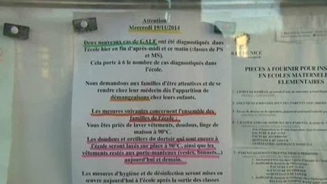 Six cas de gale à Nice | EntomoNews | Scoop.it