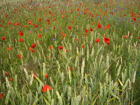 Sans herbicide, la récolte est plus belle - Libération | décroissance | Scoop.it