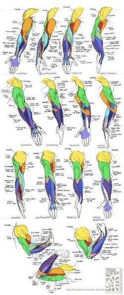 How to draw (my) muscular arms ... | Drawing and Painting Tutorials | Scoop.it