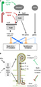 The ISME Journal - Experimental evolution of nodule intracellular infection in legume symbionts | Plant-Microbe Symbiosis | Scoop.it