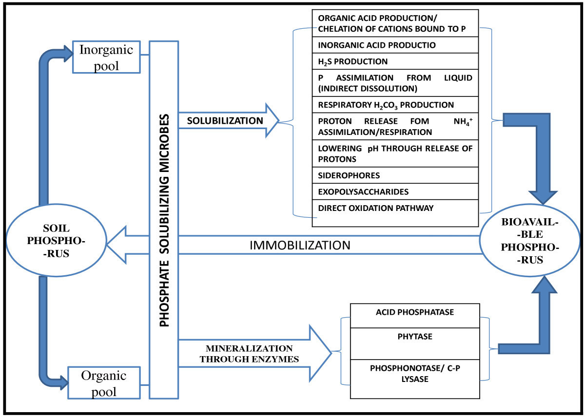 Phosphate solubilizing microbes: sustainable ap...