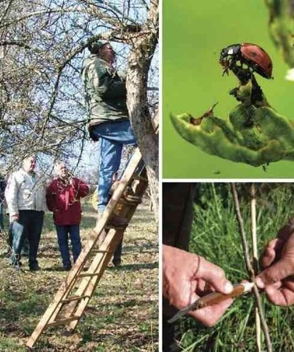 Stage sur les insectes et les maladies de nos vergers | Variétés entomologiques | Scoop.it