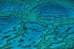 La Grande Barrière de corail abîmée par les rejets agricoles dès le début du XXe siècle | Toxique, soyons vigilant ! | Scoop.it