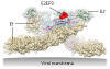Immunology: Vaccine Hope for Virile Virus - Science Daily (press release) | Immunology and Biotherapies | Scoop.it