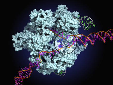 Scientists track nanoscale processes of CRISPR-Cas complexes | Genetic Engineering Publications - GEG Tech top picks | Scoop.it