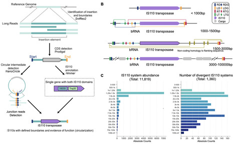 Canonically minimal RNA-guided insertion sequences expand into large elements that disseminate antimicrobial resistance | brvm | RMH | Scoop.it