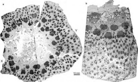 Fossils from the world's oldest trees reveal complex anatomy never seen before&nbsp; | Amazing Science | Scoop.it